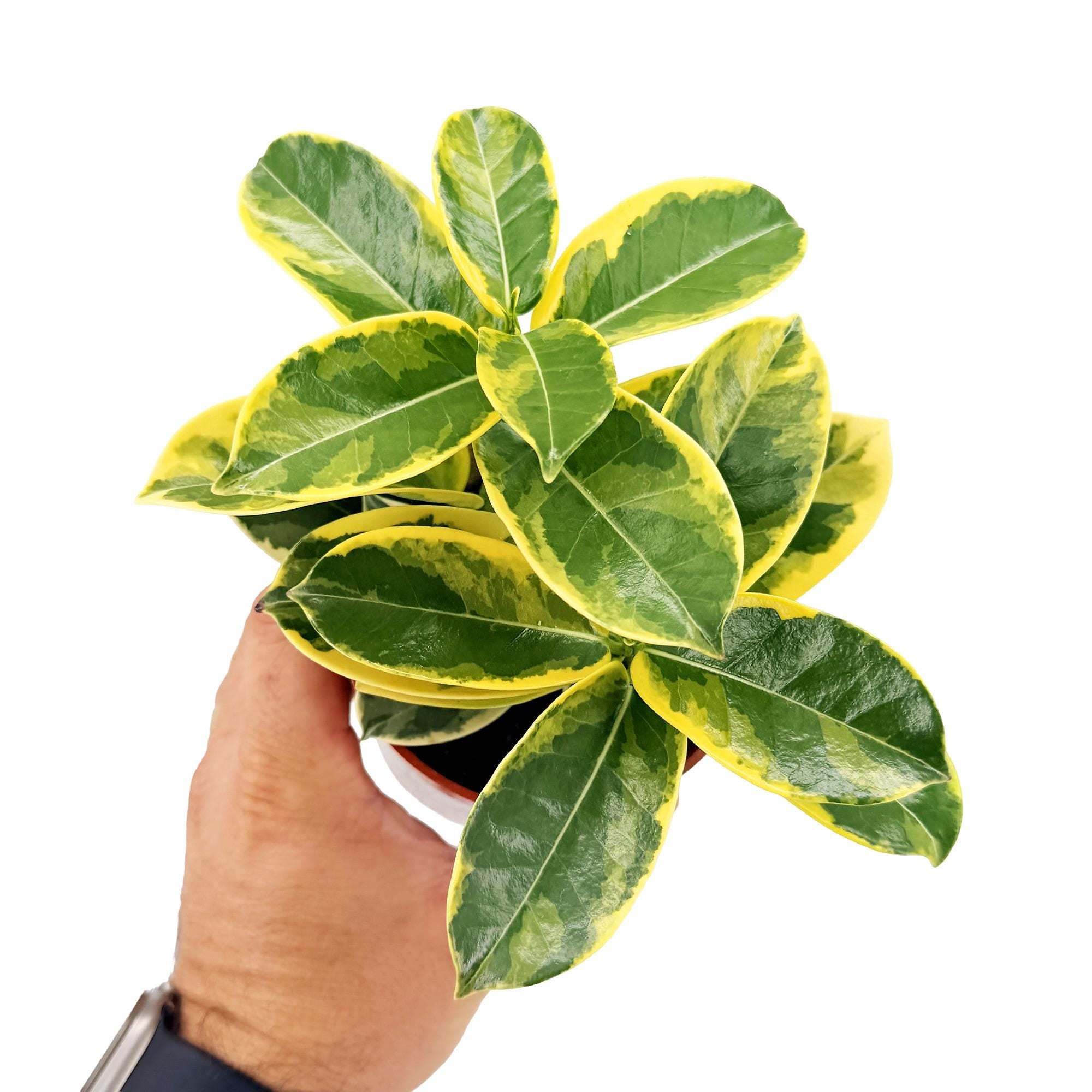 Stephanotis floribunda 'Variegated Madagascar Jasmine'