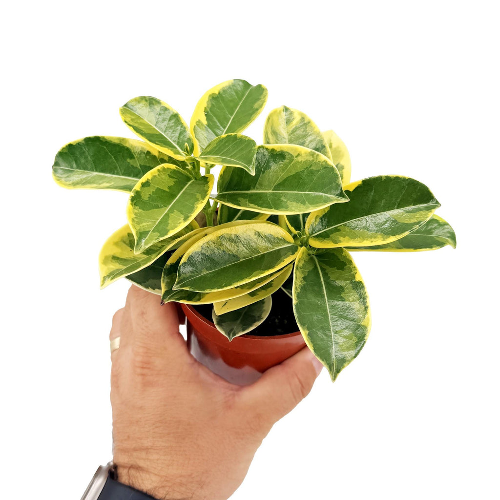 Stephanotis floribunda 'Variegated Madagascar Jasmine'
