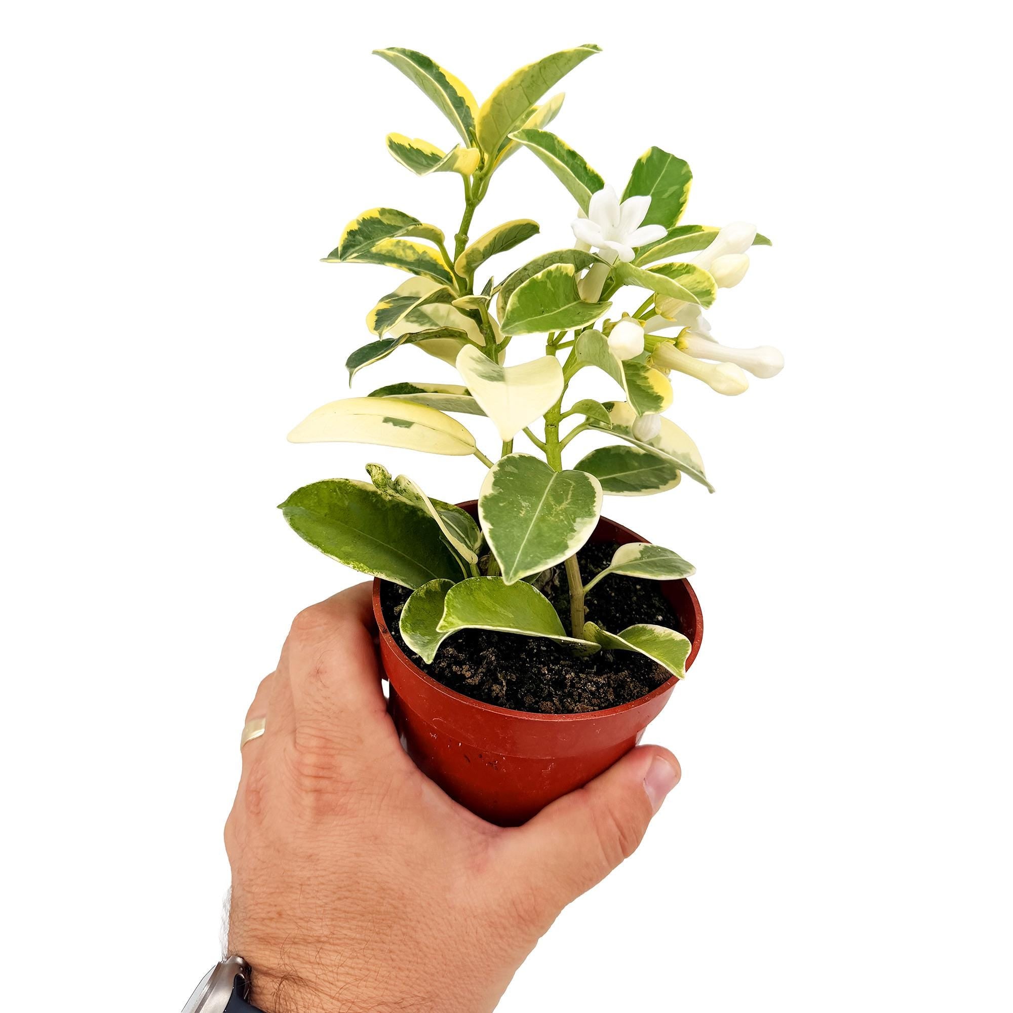Stephanotis floribunda 'Variegated Madagascar Jasmine'