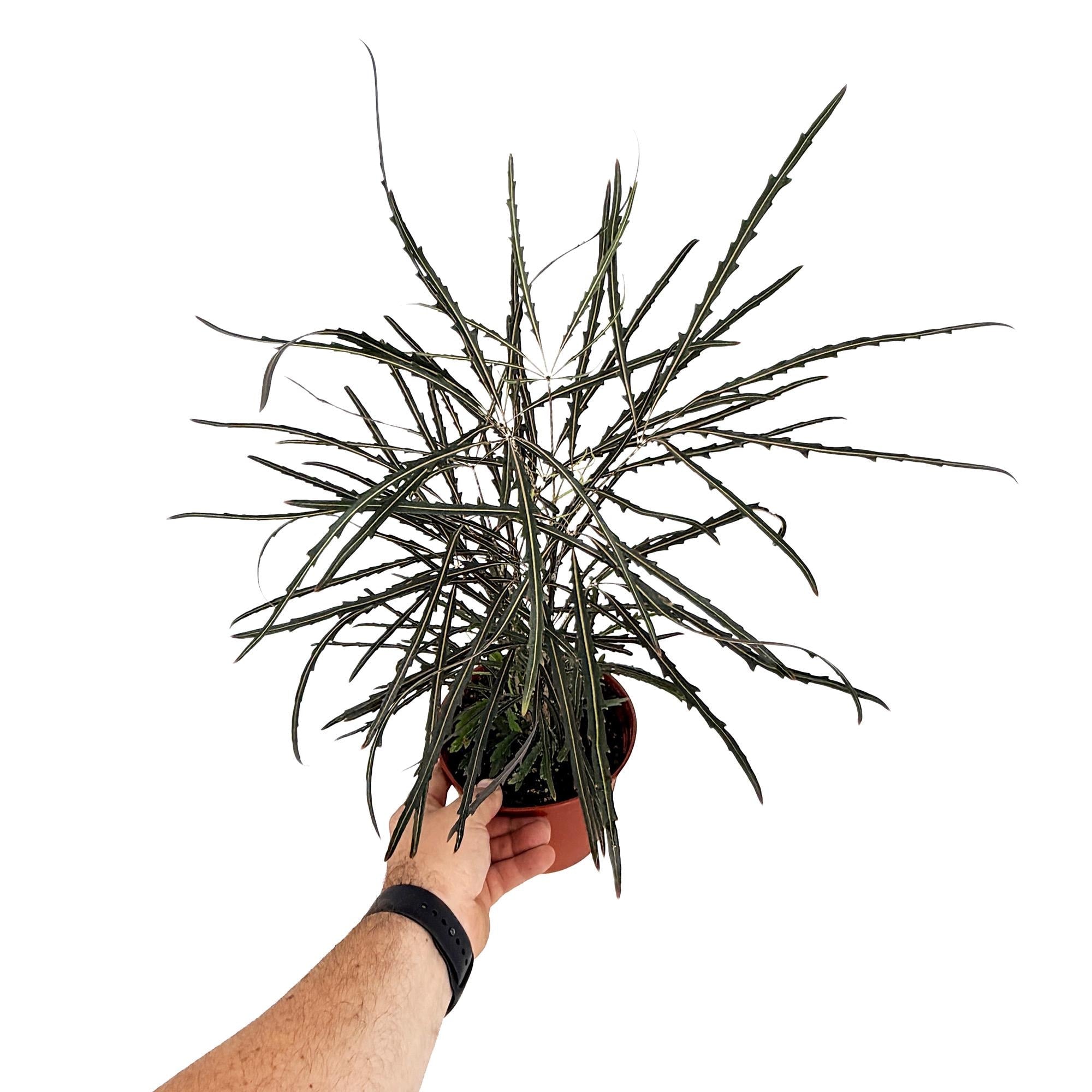 Plerandra elegantissima 'False Aralia'