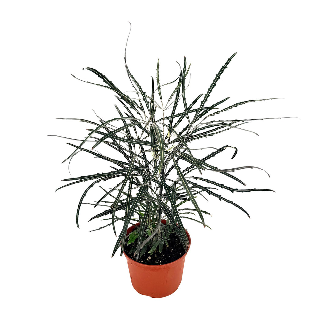 Plerandra elegantissima 'False Aralia'
