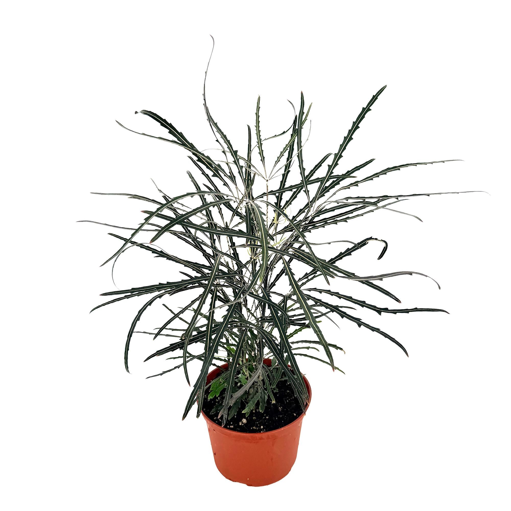 Plerandra elegantissima 'False Aralia'