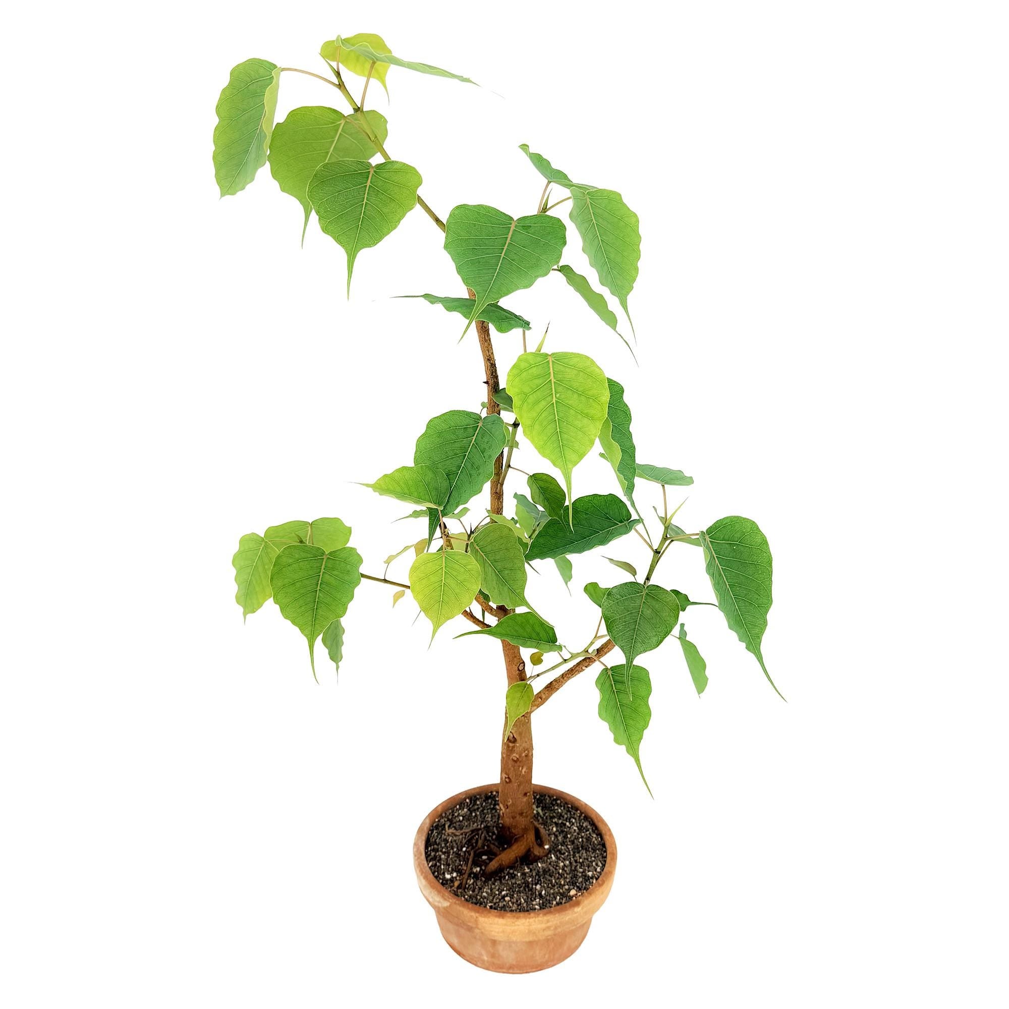 Living Art Ficus religiosa [bonsai]
