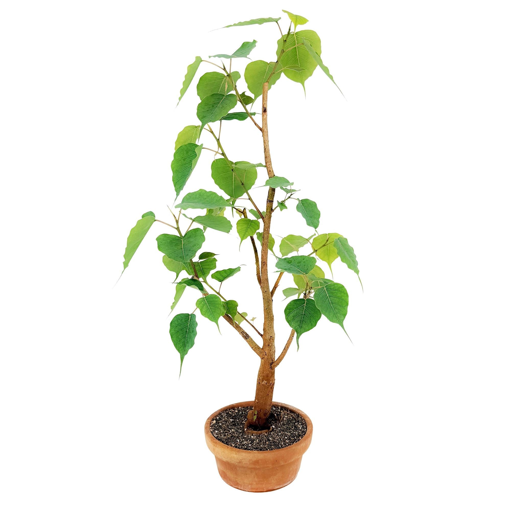 Living Art Ficus religiosa [bonsai]