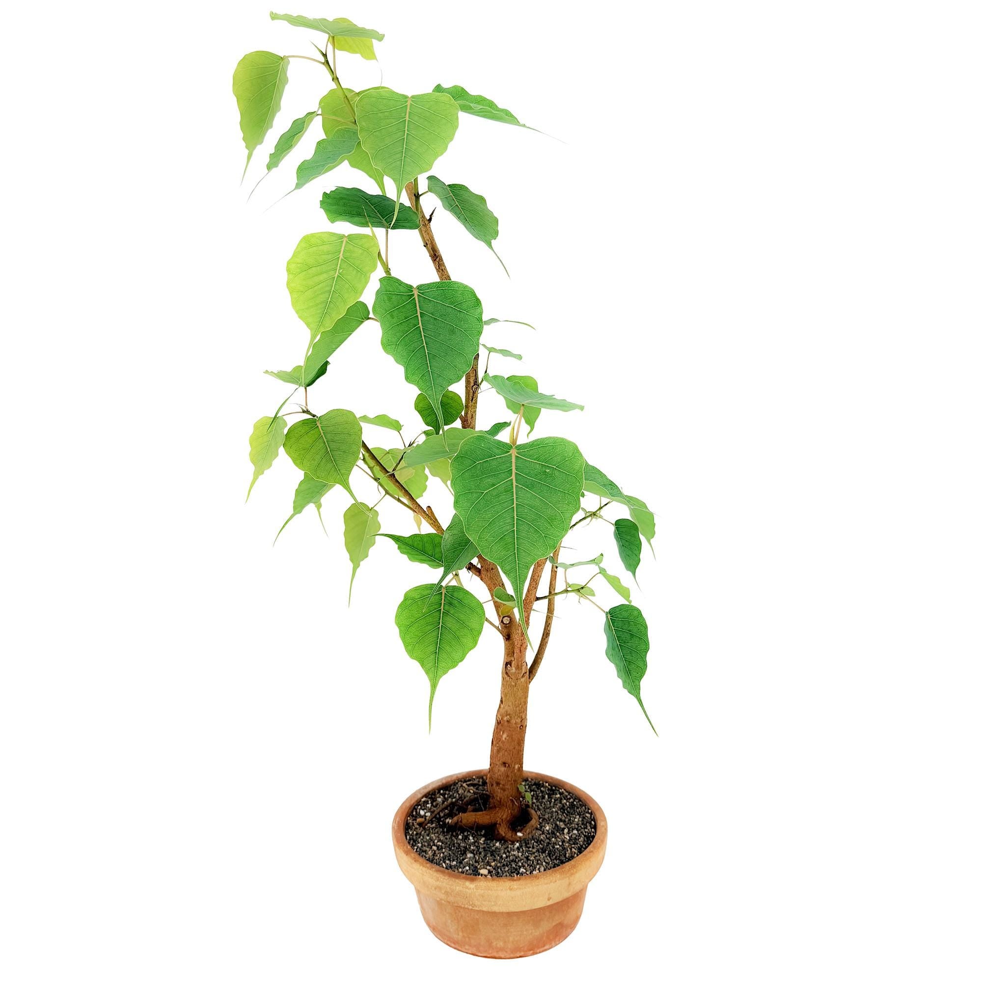 Living Art Ficus religiosa [bonsai]