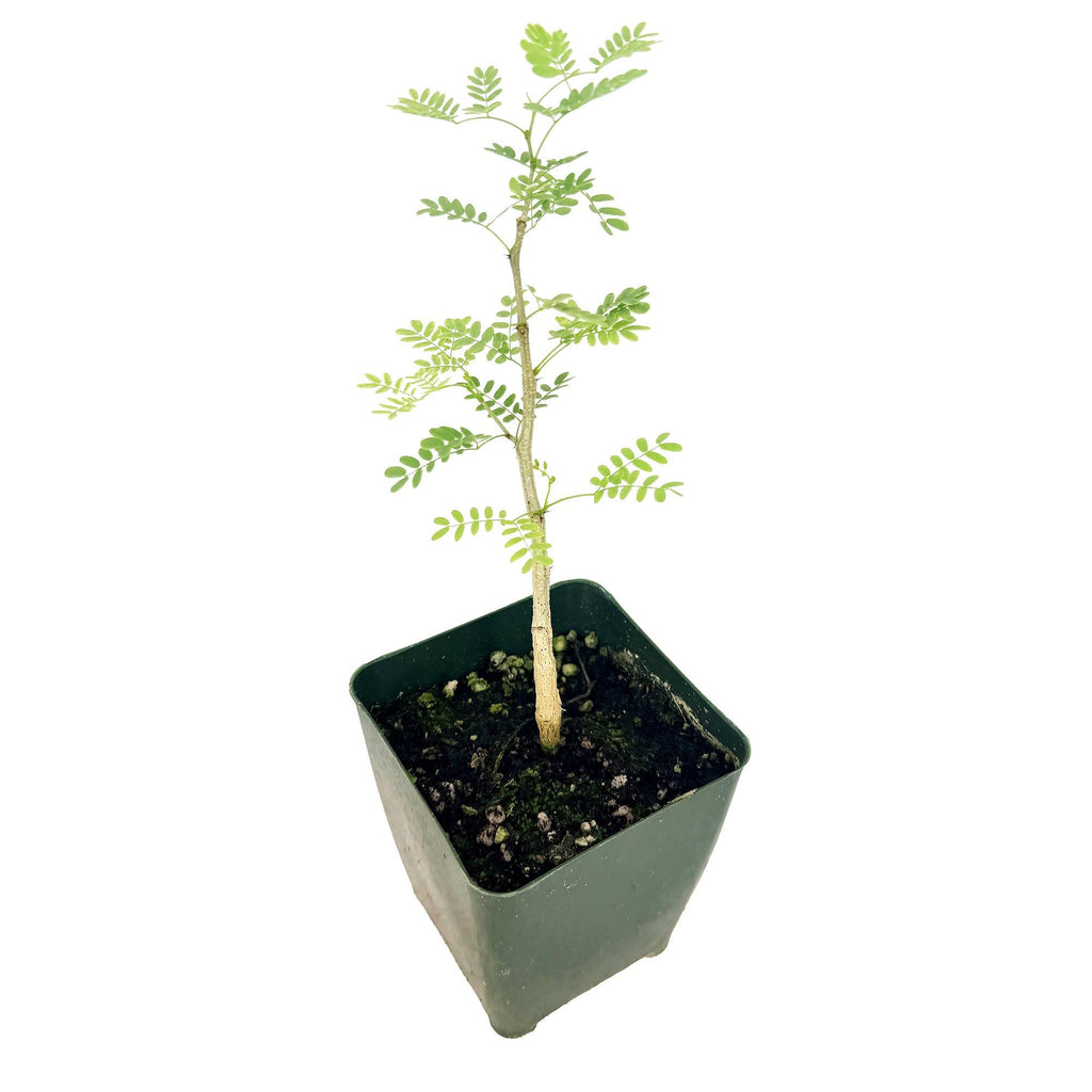 Vachellia erioloba 'Camel Thorn'