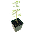 Vachellia erioloba 'Camel Thorn'