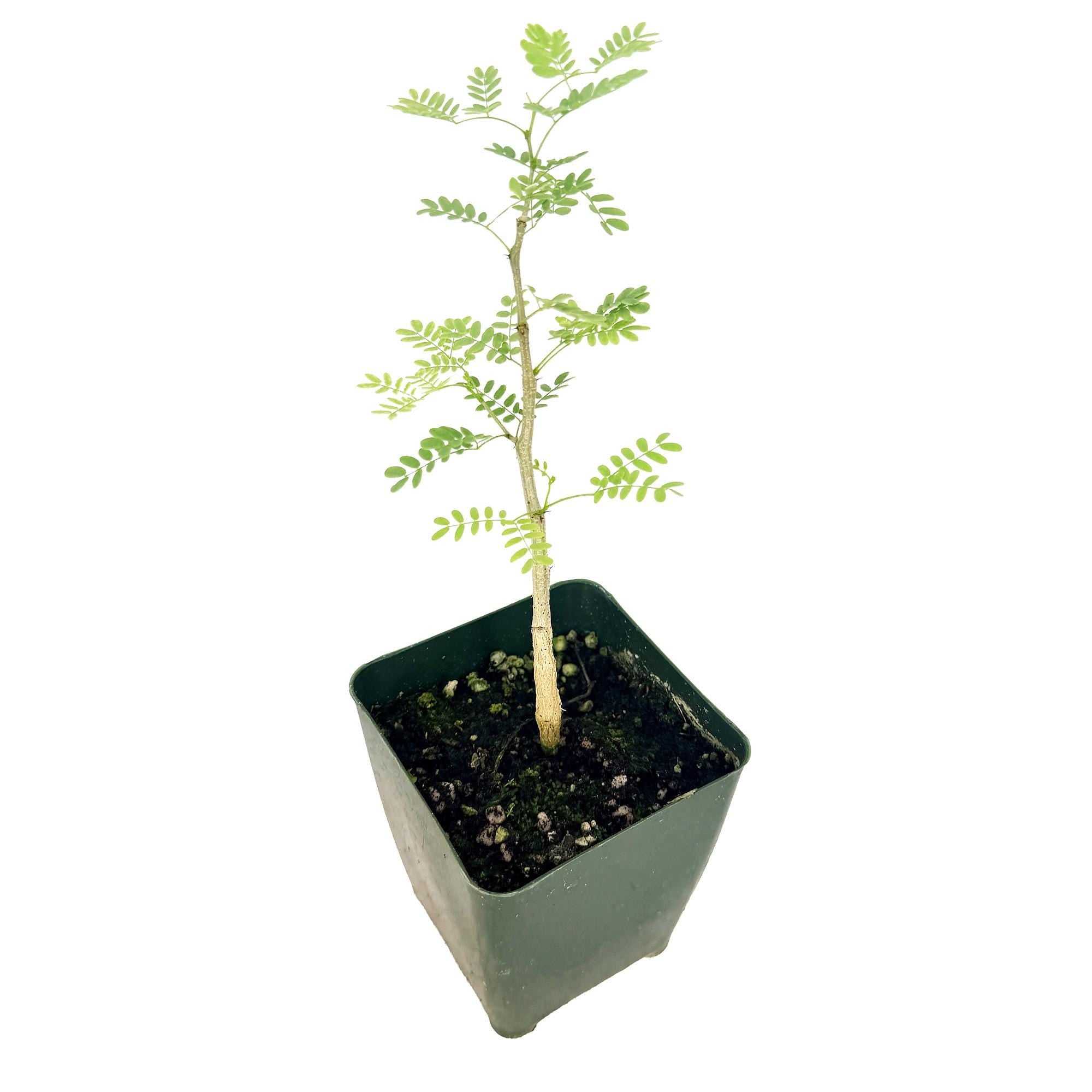 Vachellia erioloba 'Camel Thorn'