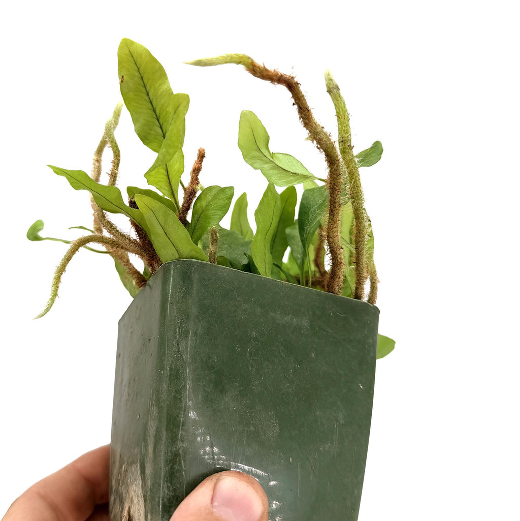 Microgramma lycopodioides 'Clubmoss Snake Fern'