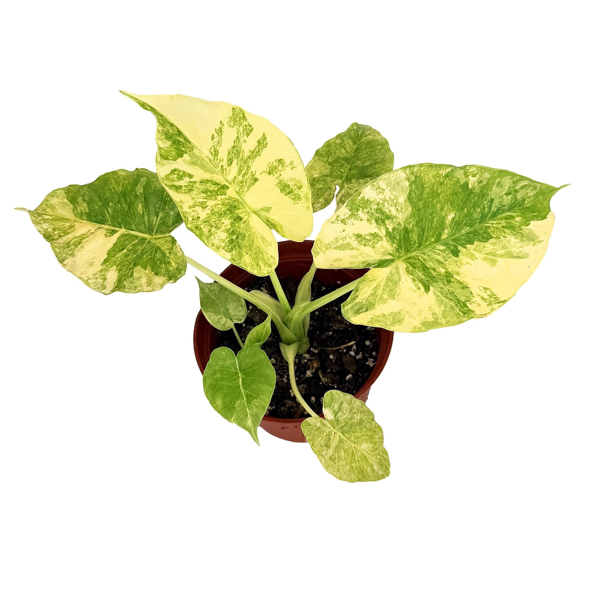 Alocasia macrorrhizos Aurea