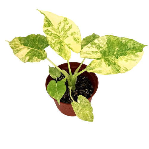Alocasia macrorrhizos Aurea