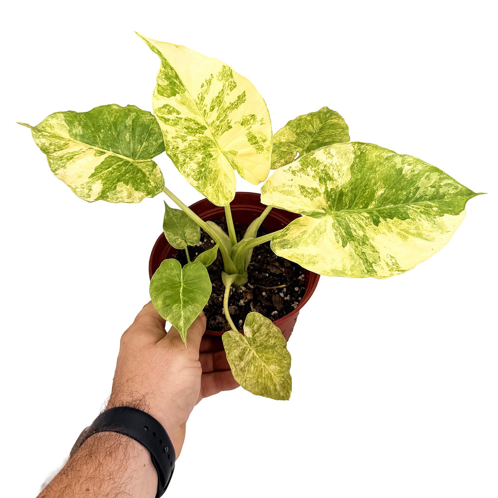 Alocasia macrorrhizos Aurea