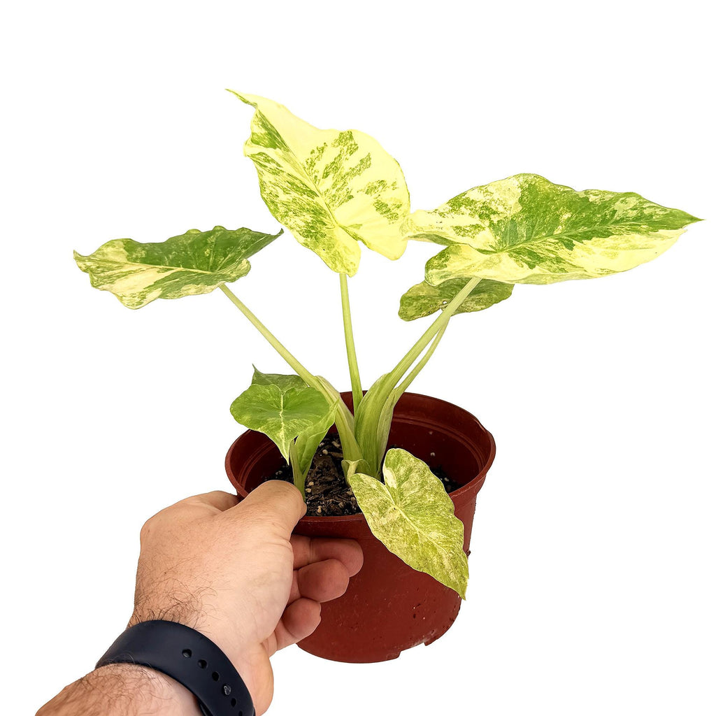 Alocasia macrorrhizos Aurea