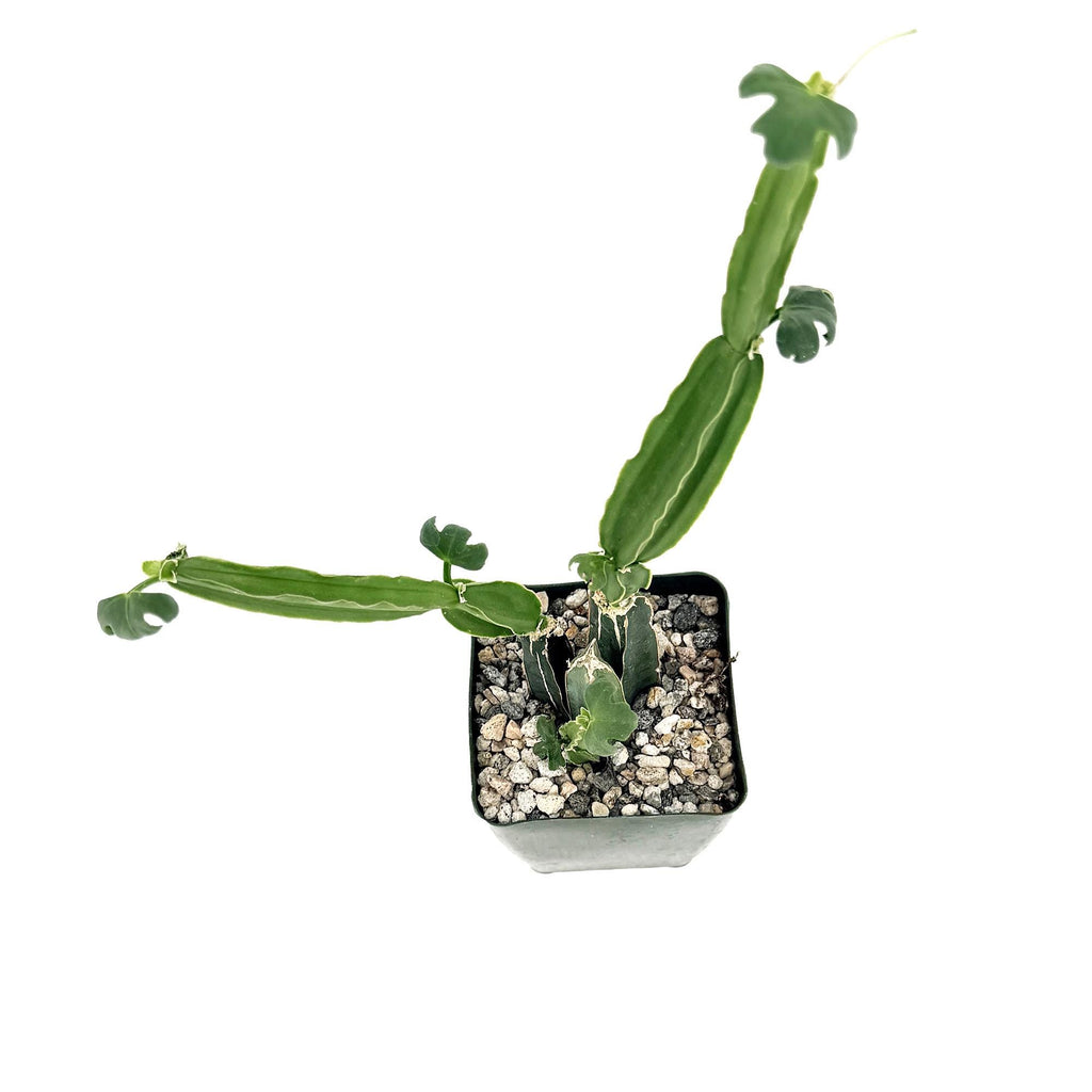 Cissus quadrangularis