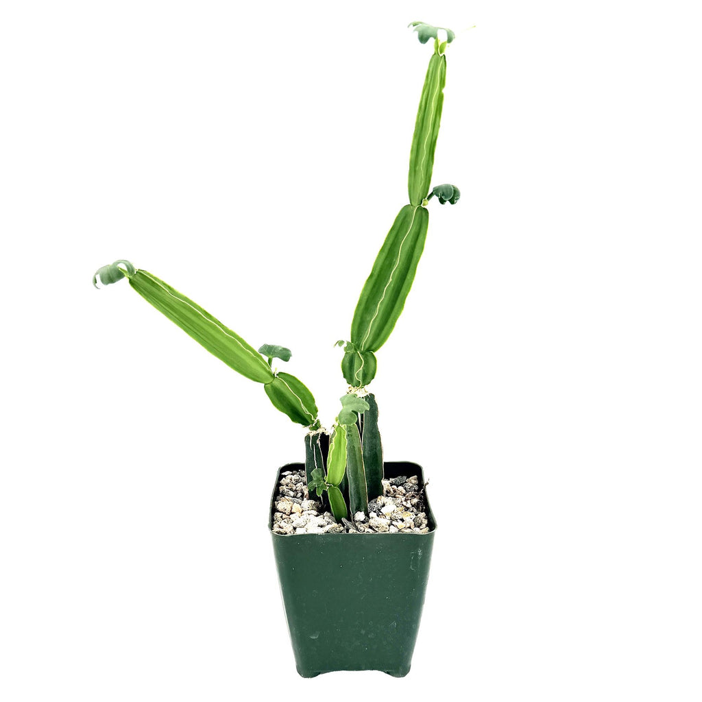 Cissus quadrangularis