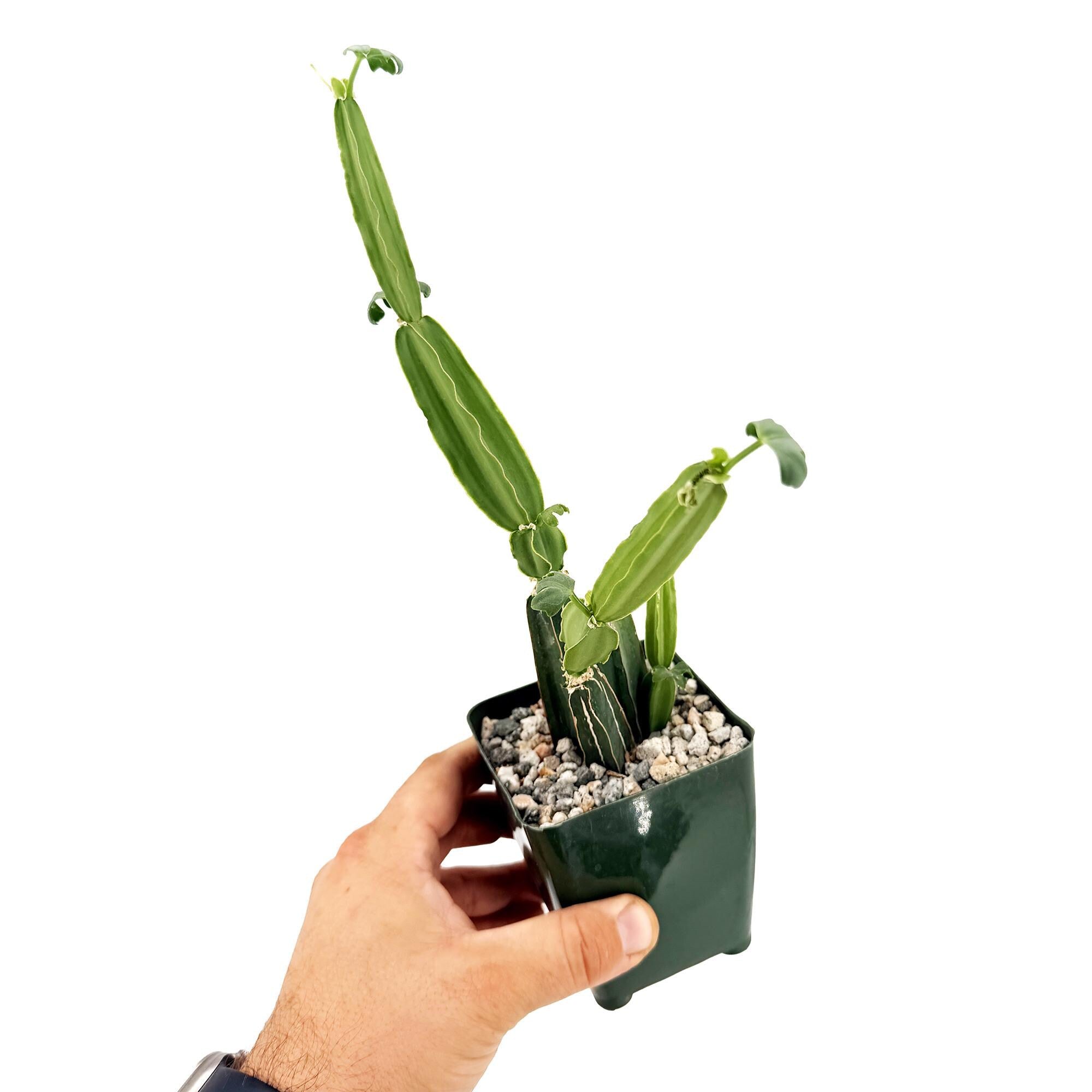 Cissus quadrangularis