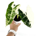 Alocasia micholitziana ‘Frydek’ Variegata