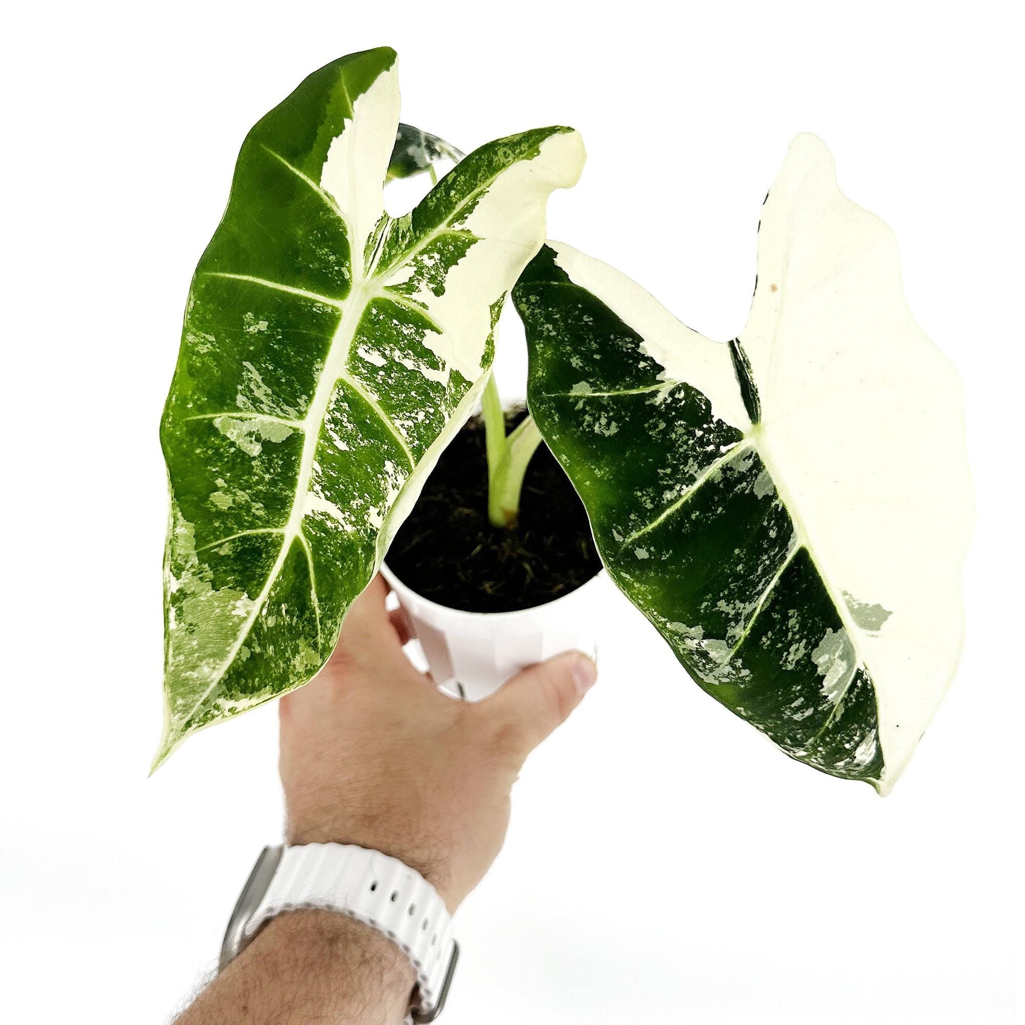 Alocasia micholitziana ‘Frydek’ Variegata