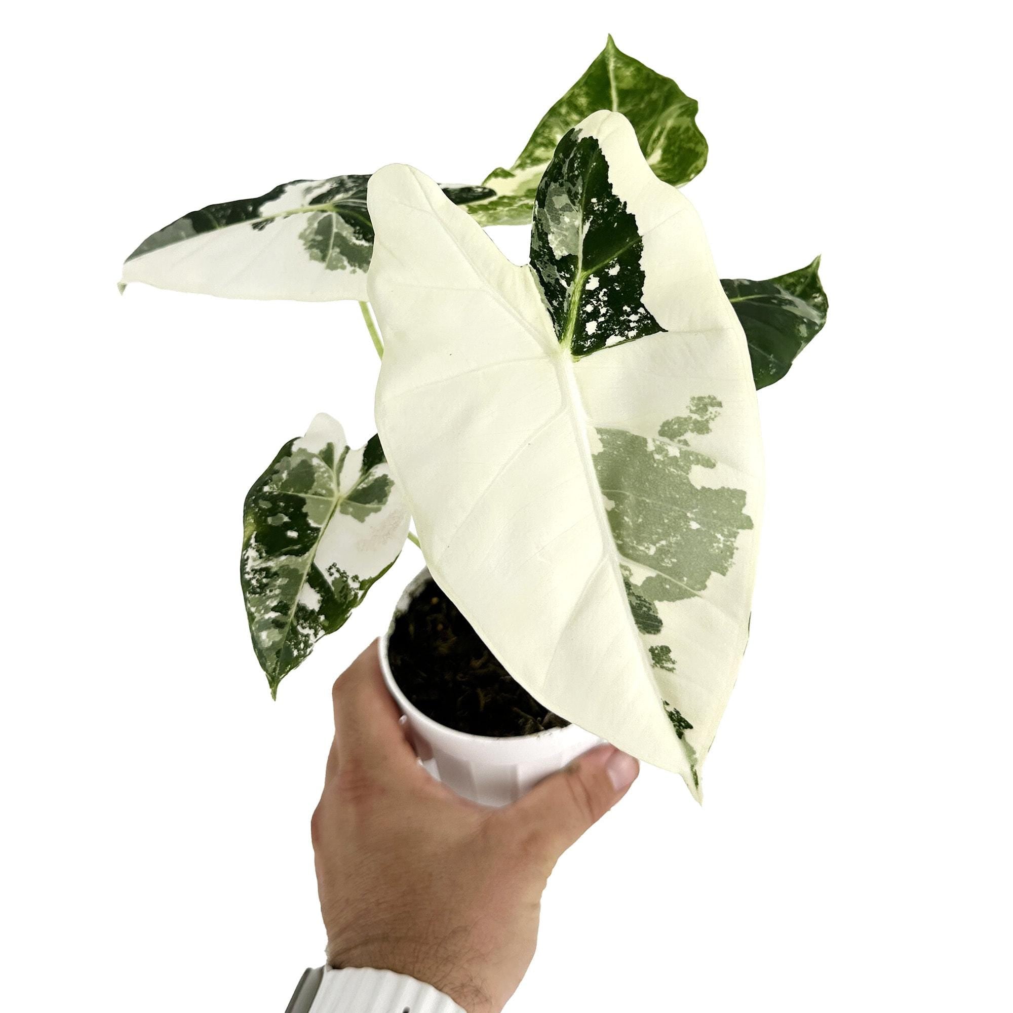 Alocasia micholitziana ‘Frydek’ Variegata