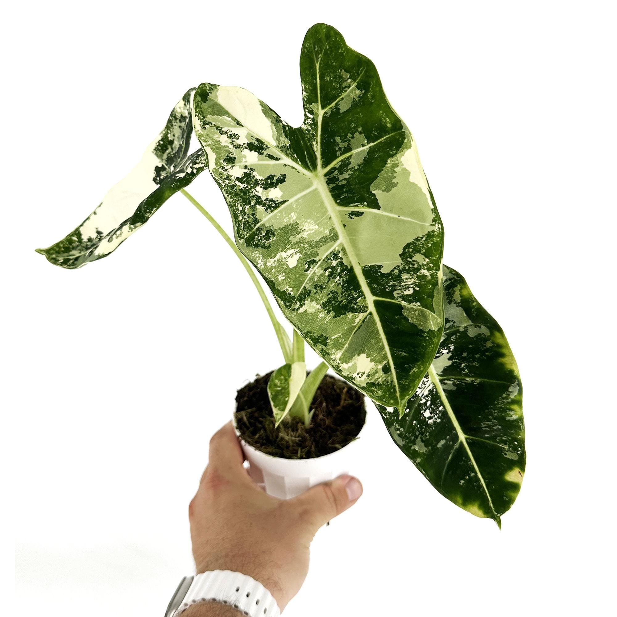 Alocasia micholitziana ‘Frydek’ Variegata