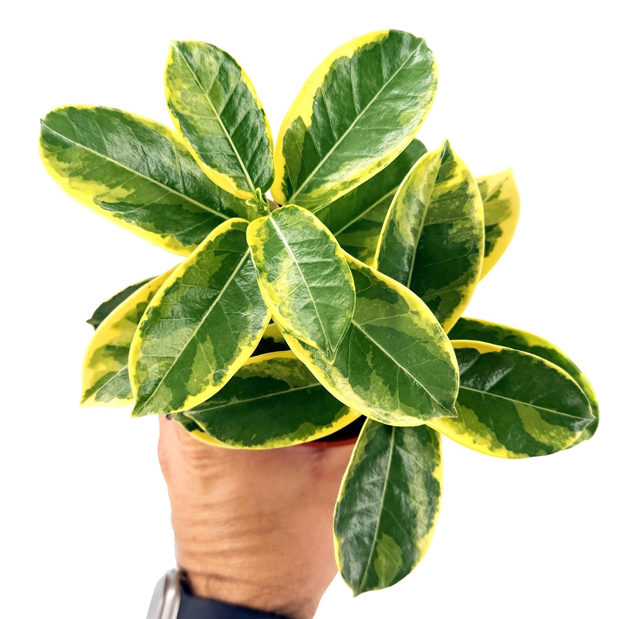 Stephanotis floribunda 'Variegated Madagascar Jasmine'
