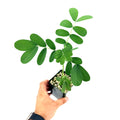 Senna didymobotrya 'Popcorn Plant'