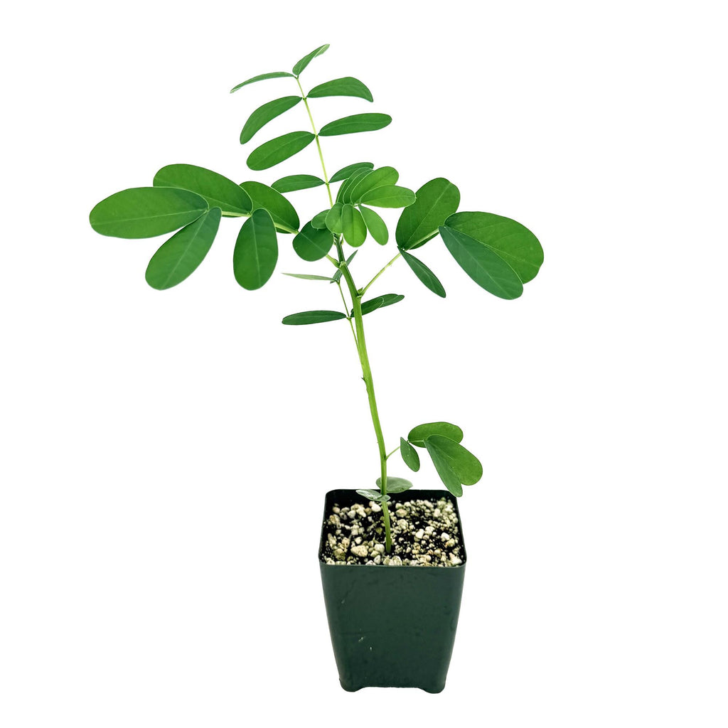 Senna didymobotrya 'Popcorn Plant'
