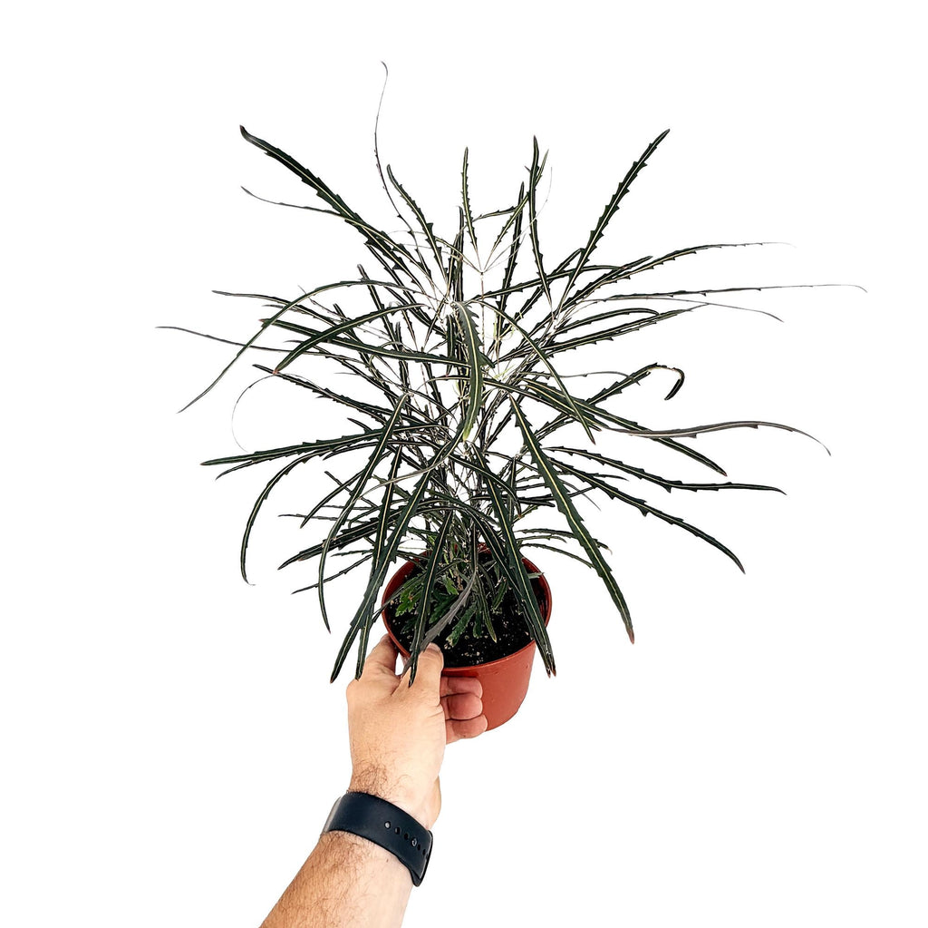 Plerandra elegantissima 'False Aralia'