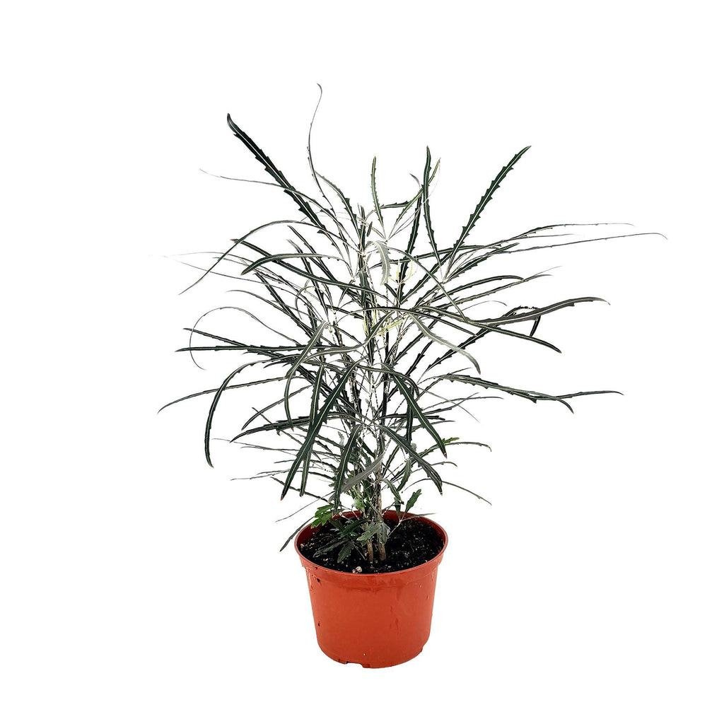 Plerandra elegantissima 'False Aralia'