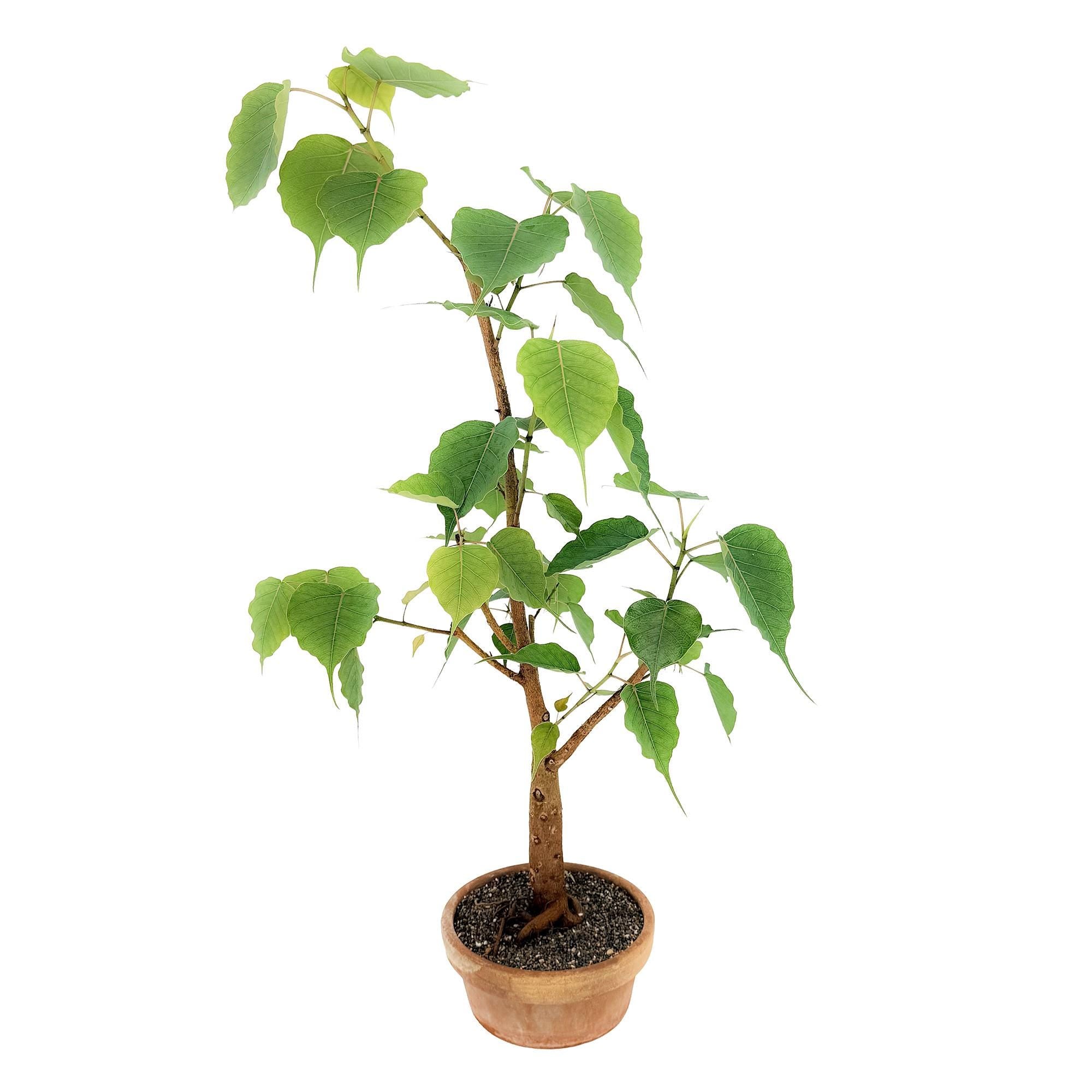 Living Art Ficus religiosa [bonsai]