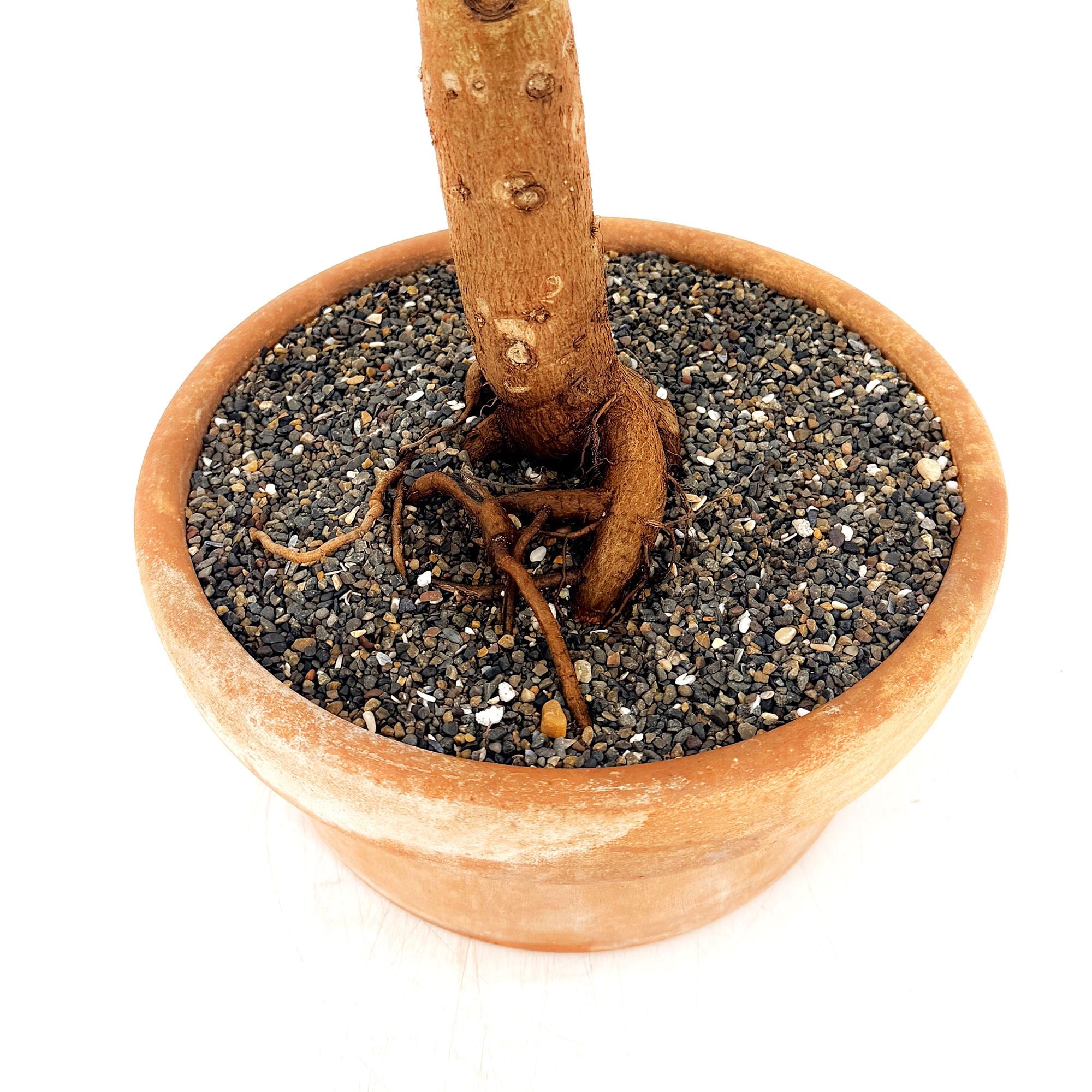 Living Art Ficus religiosa [bonsai]