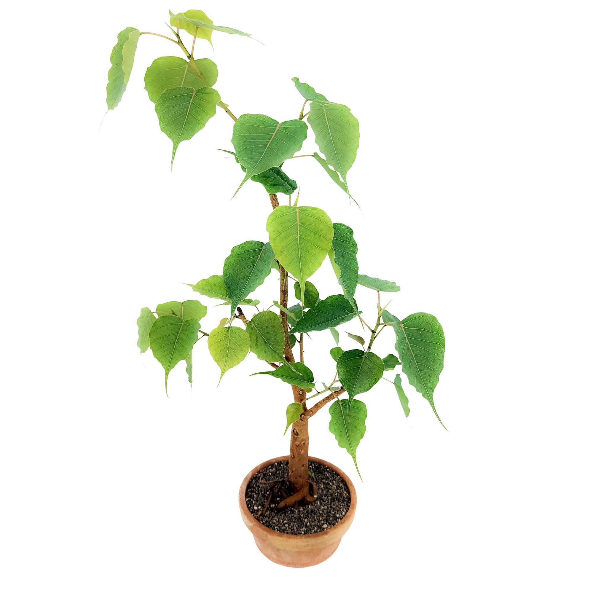 Living Art Ficus religiosa [bonsai]