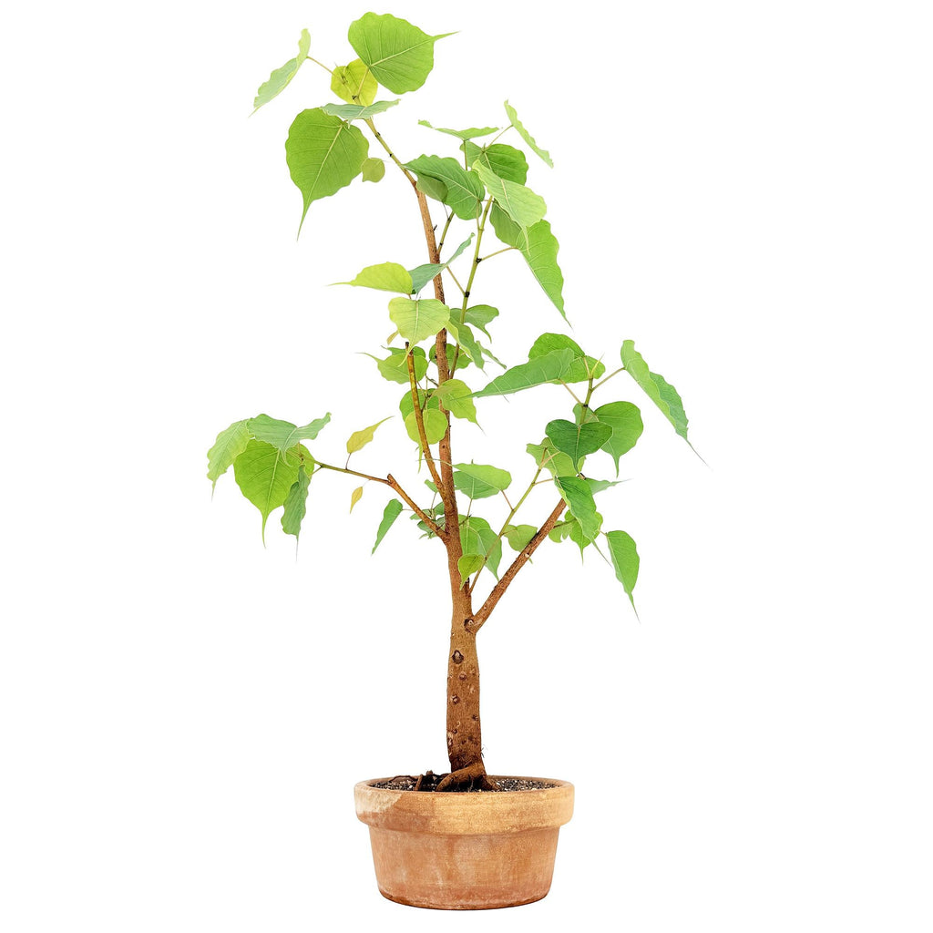 Living Art Ficus religiosa [bonsai]
