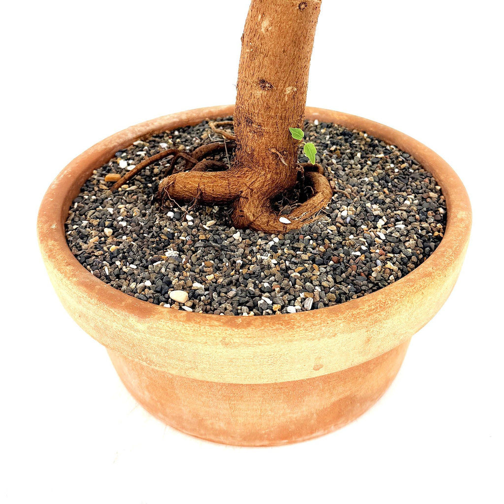 Living Art Ficus religiosa [bonsai]