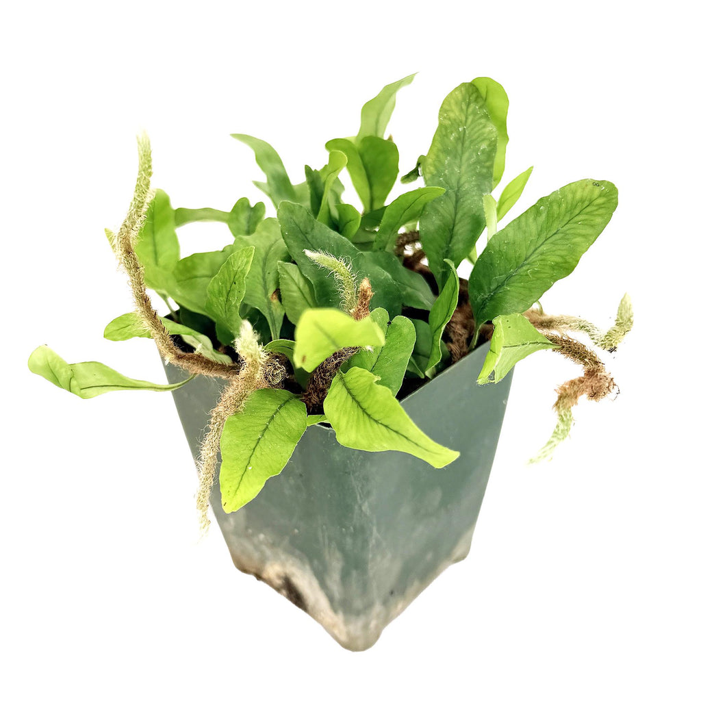 Microgramma lycopodioides 'Clubmoss Snake Fern'