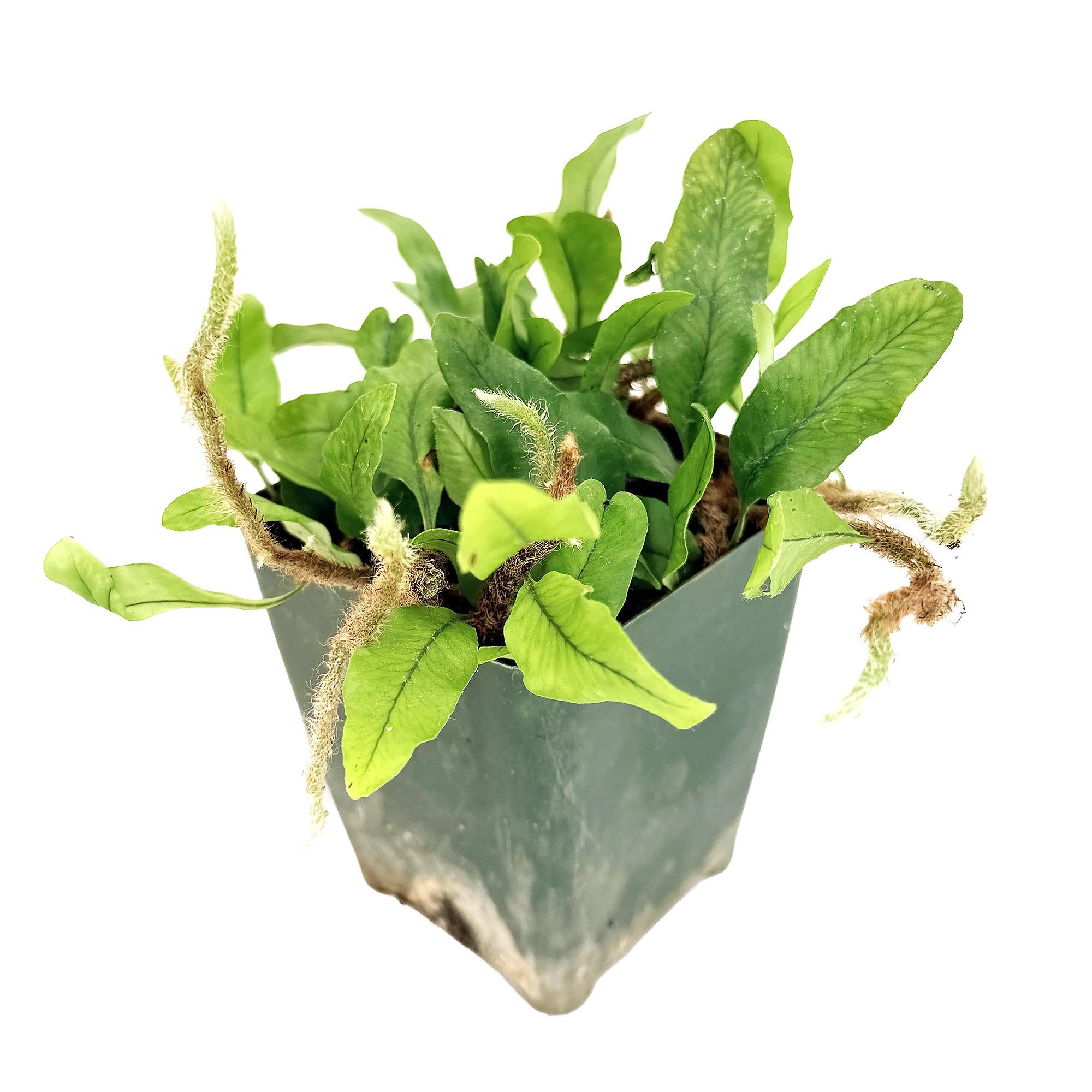 Microgramma lycopodioides 'Clubmoss Snake Fern'
