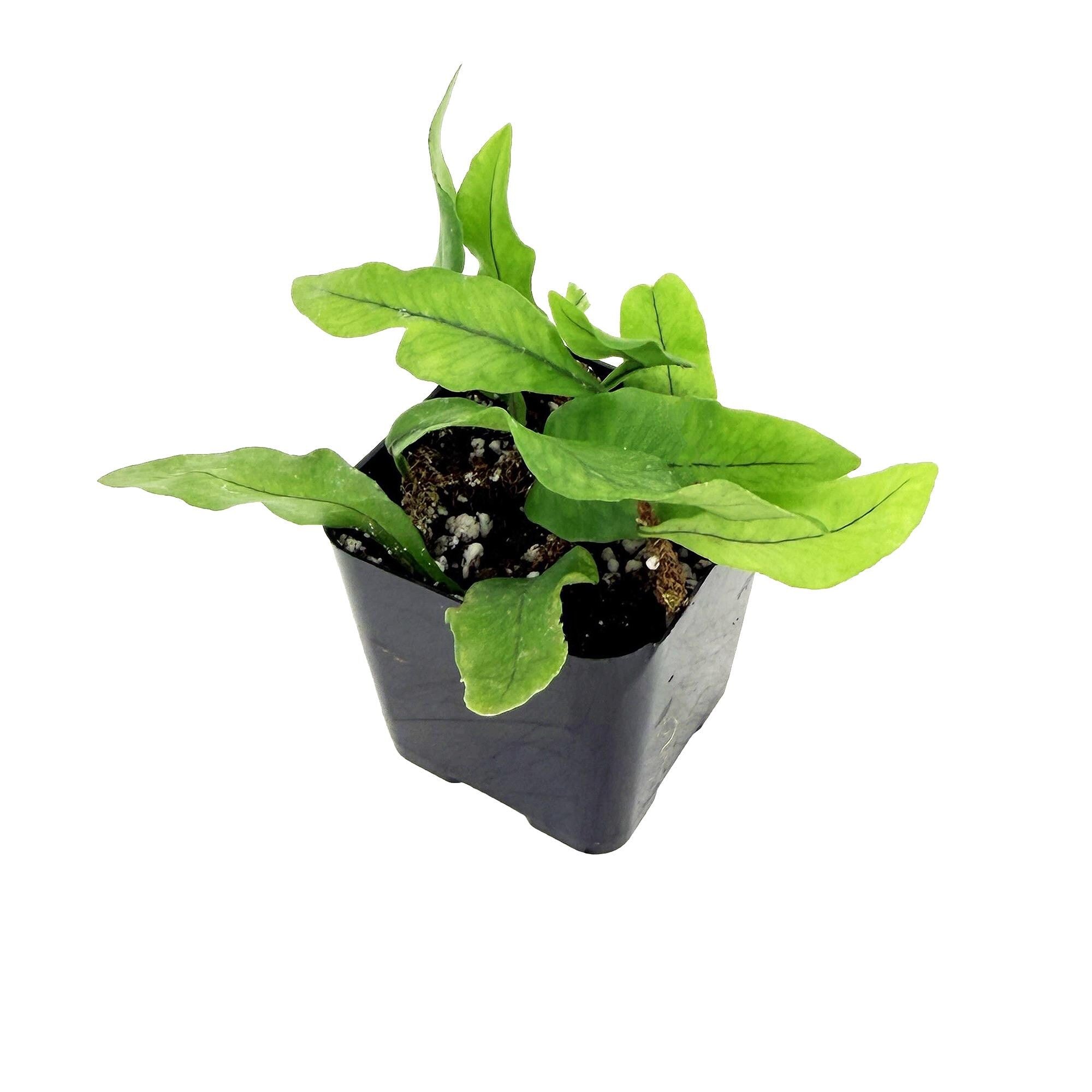 Microgramma lycopodioides 'Clubmoss Snake Fern'