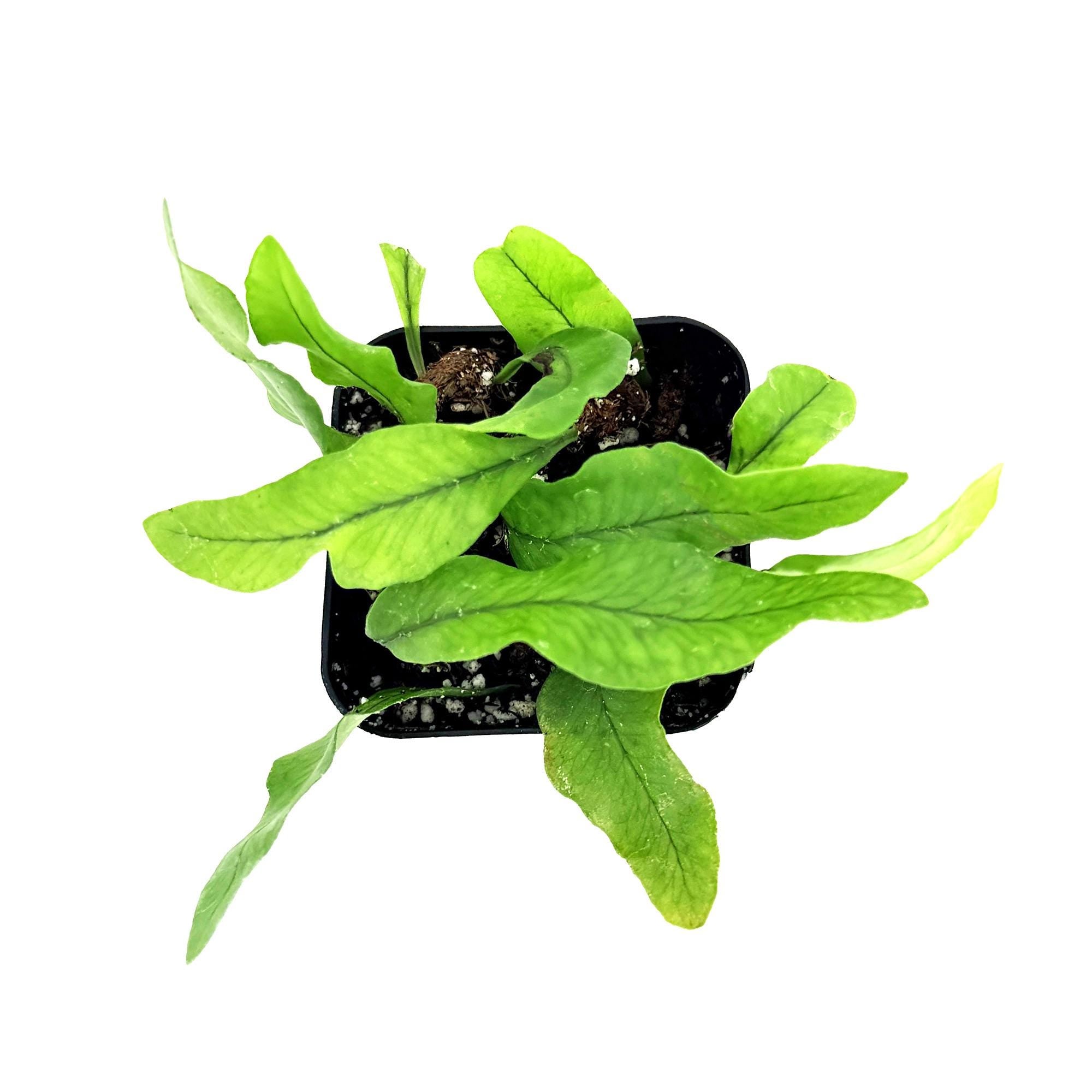 Microgramma lycopodioides 'Clubmoss Snake Fern'