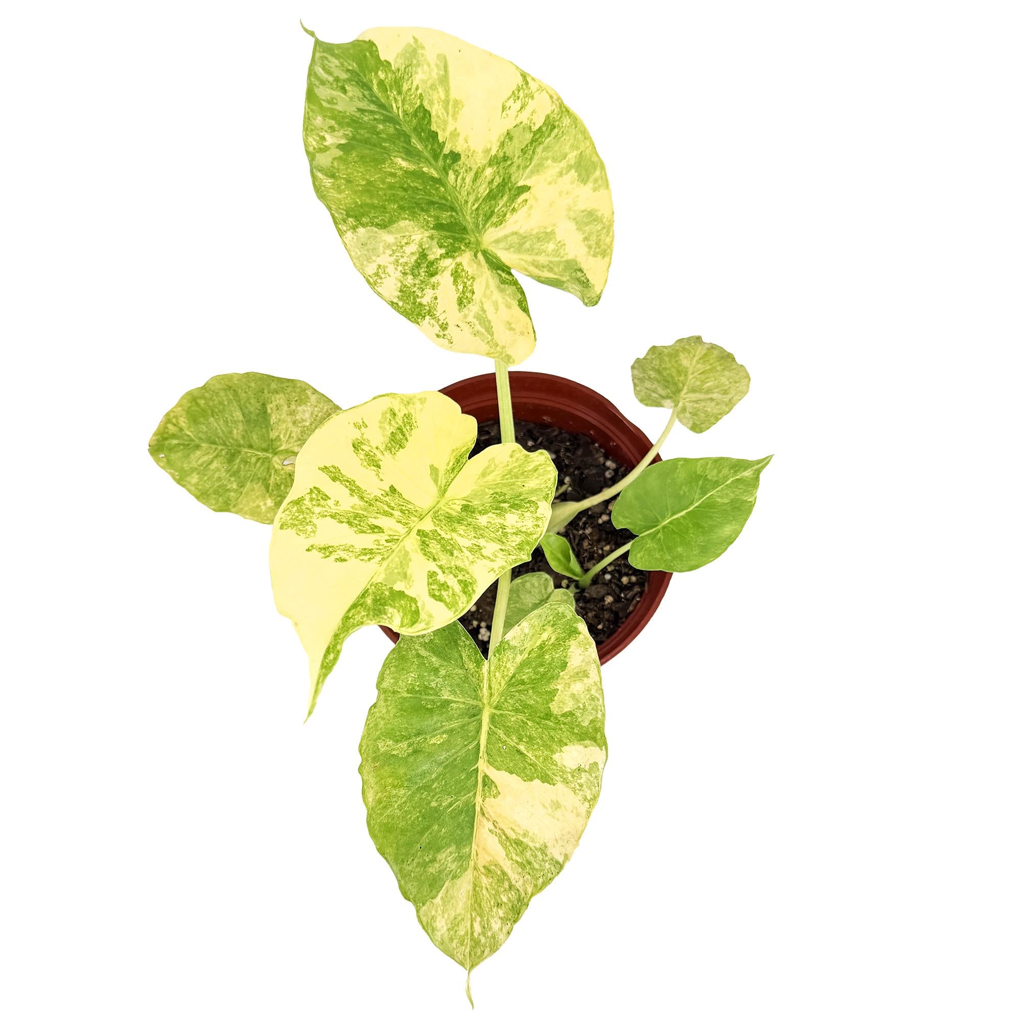 Alocasia macrorrhizos Aurea