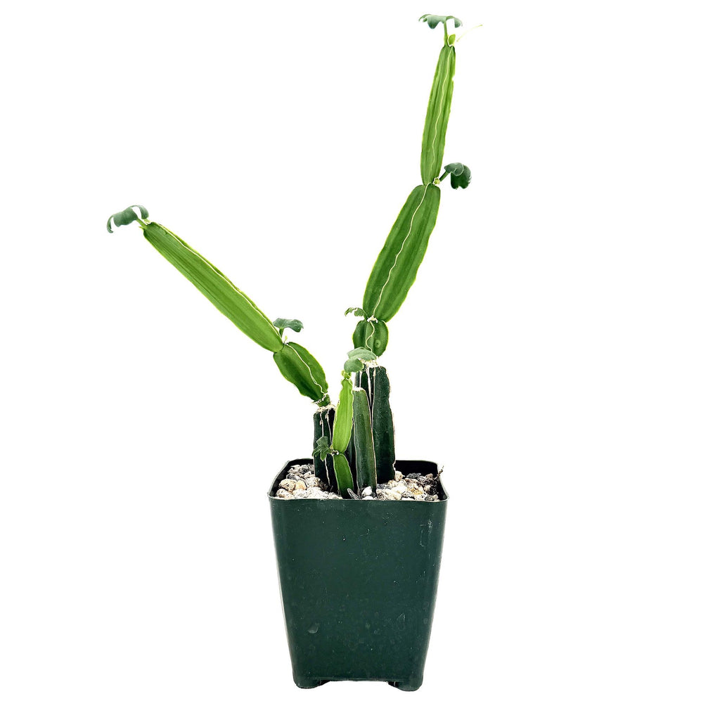 Cissus quadrangularis