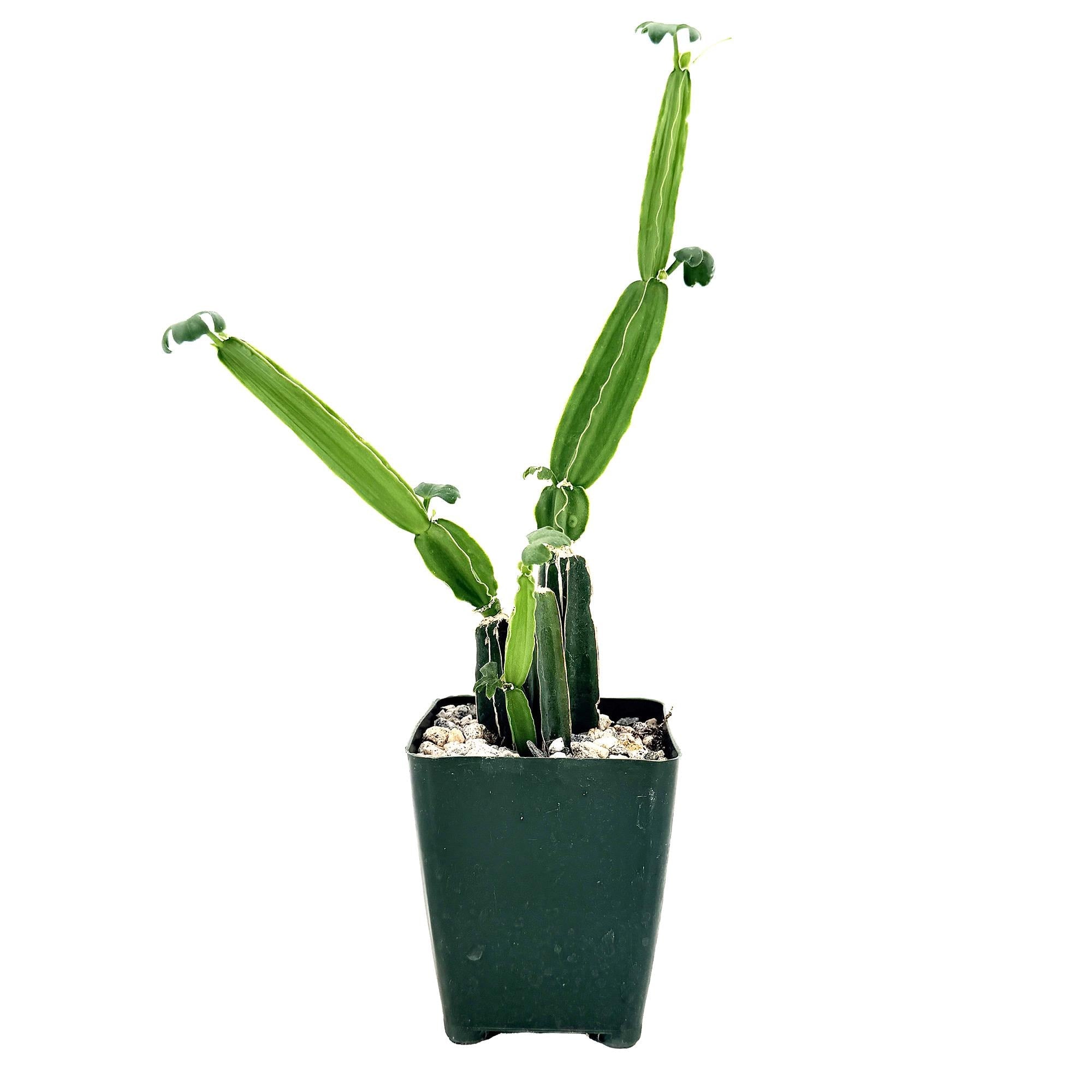 Cissus quadrangularis