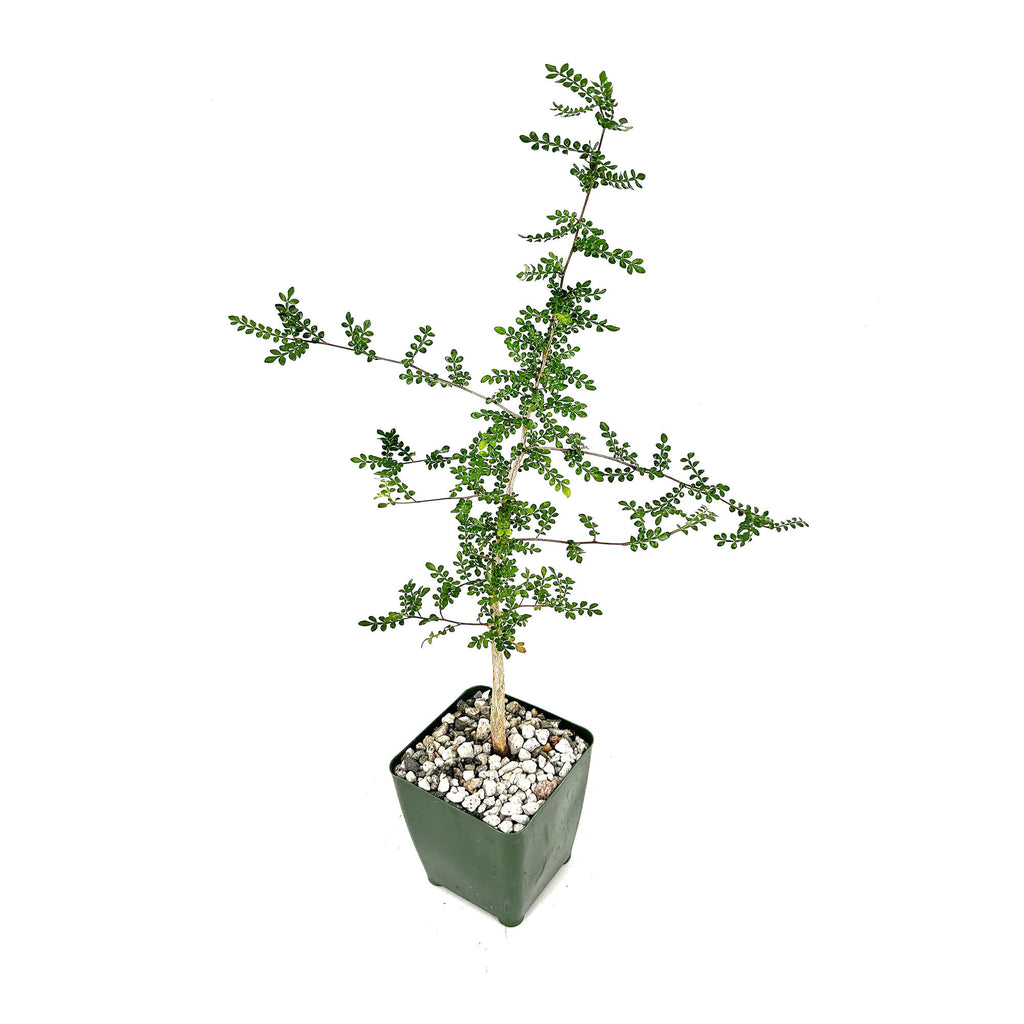 Operculicarya decaryi