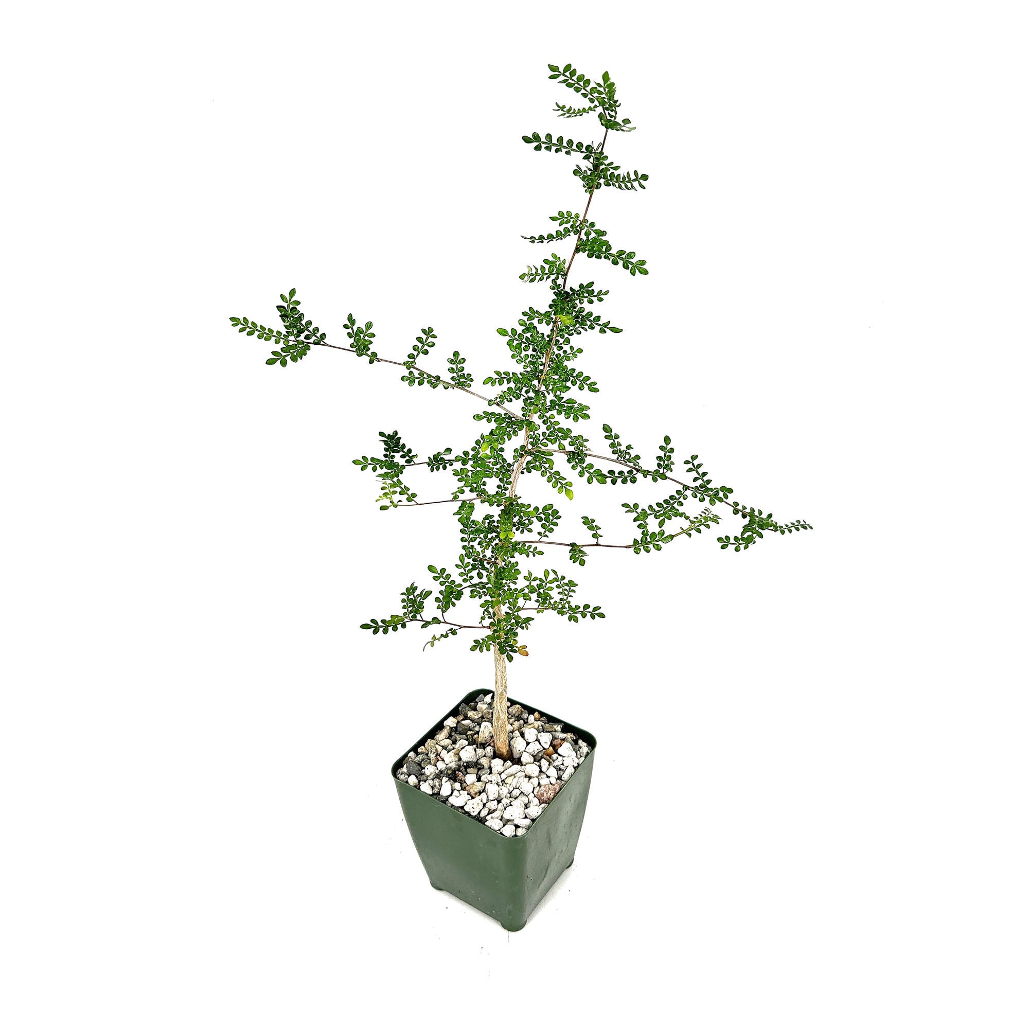 Operculicarya decaryi