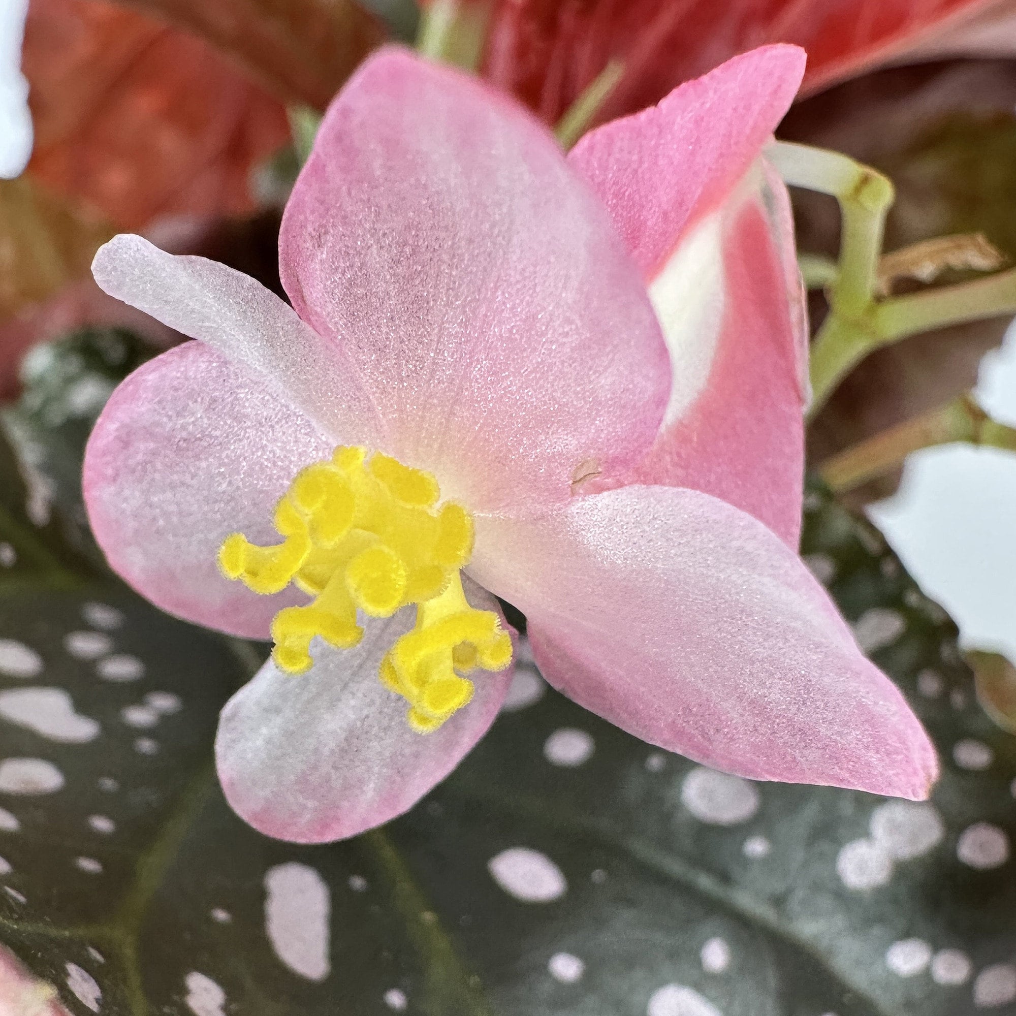 Begonia ‘Crackling Rosie’