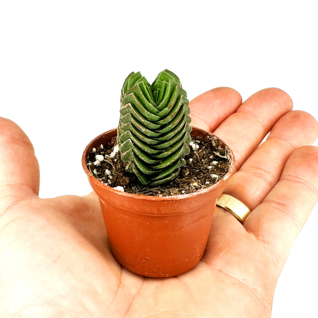 Crassula 'Buddah's Temple'