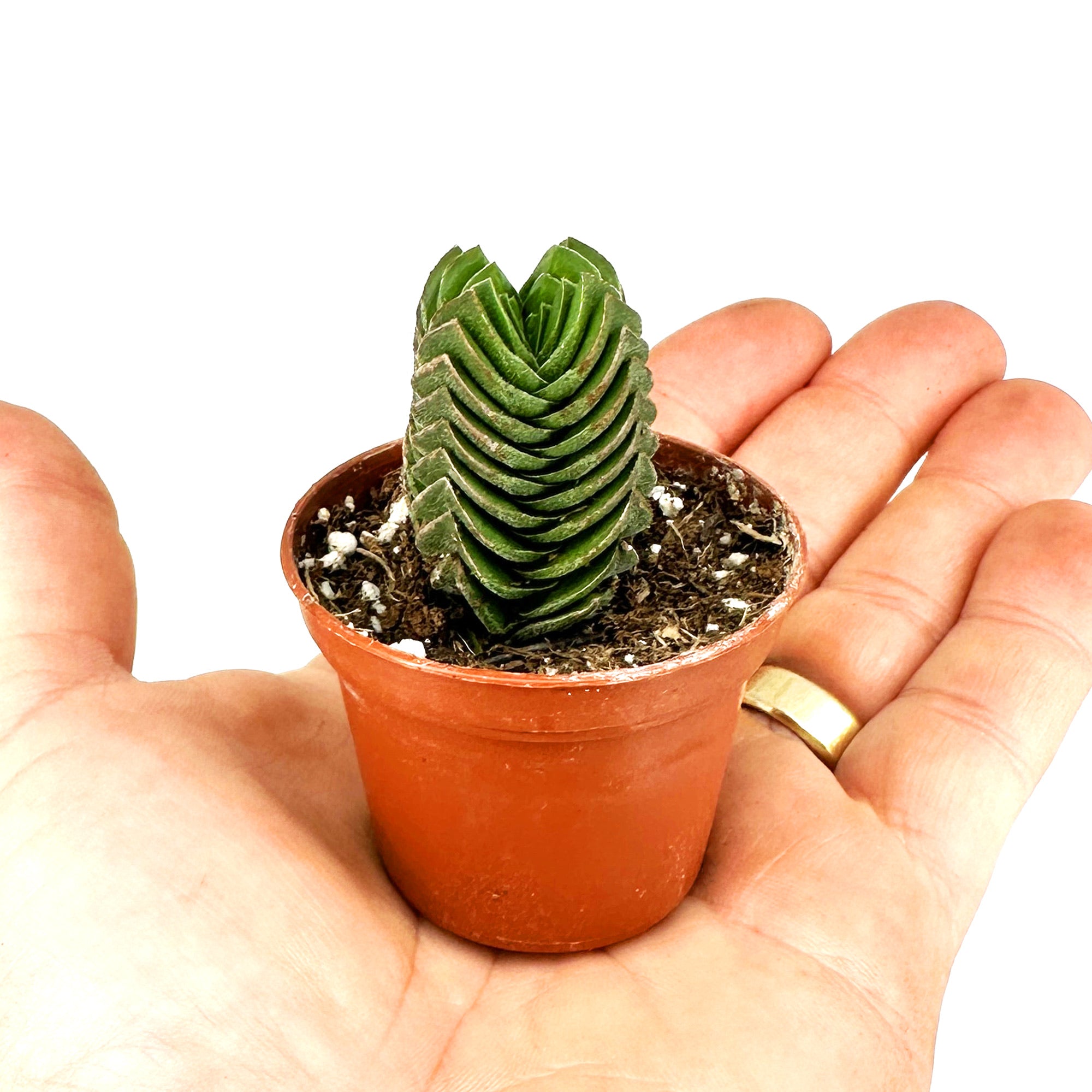 Crassula 'Buddah's Temple'