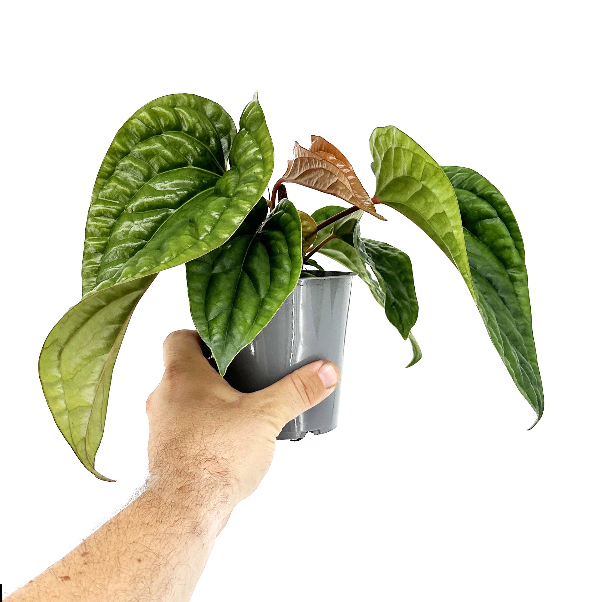 Anthurium Luxurians x Radicans