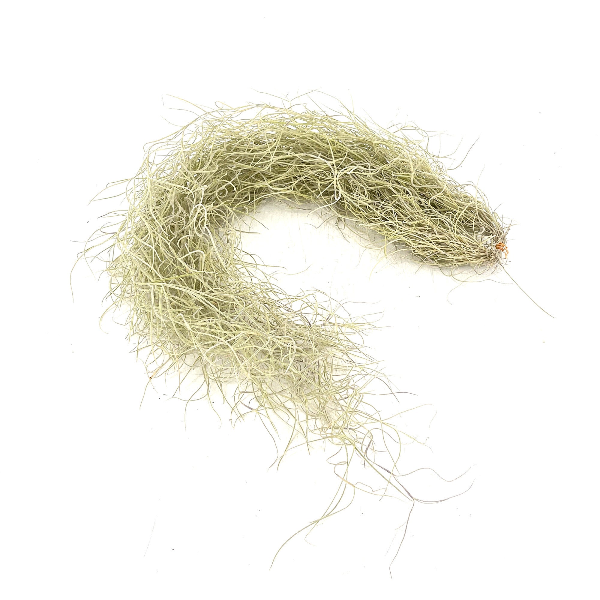Tillandsia usneoides 'Spanish Moss'