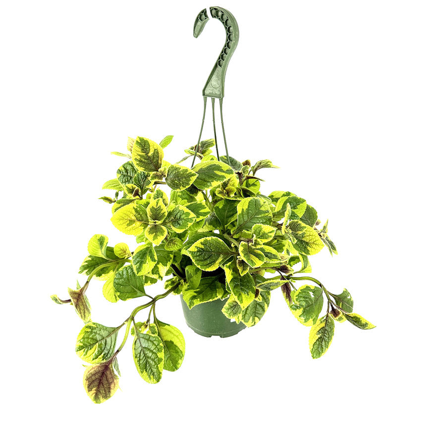 Plectranthus 'Guacamole'