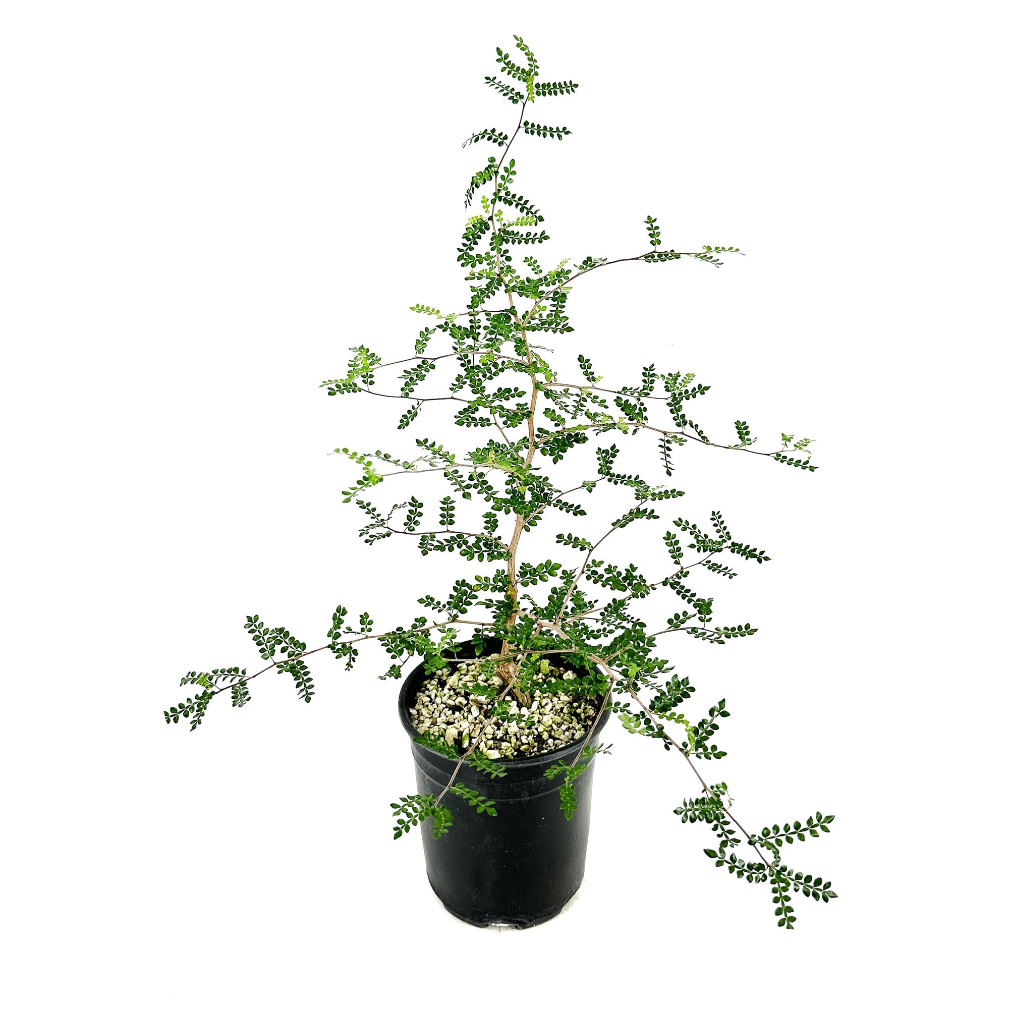 Operculicarya decaryi